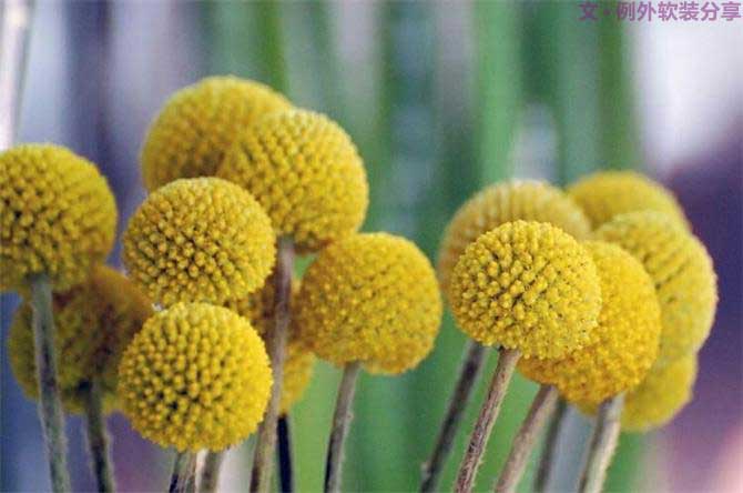 【例外.花箋記】金槌花，敲打在心間的小鼓槌！