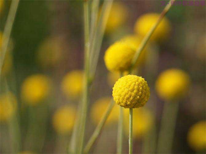 【例外.花箋記】金槌花，敲打在心間的小鼓槌！-別墅設(shè)計,軟裝設(shè)計,室內(nèi)設(shè)計,豪宅設(shè)計,深圳例外軟裝設(shè)計公司